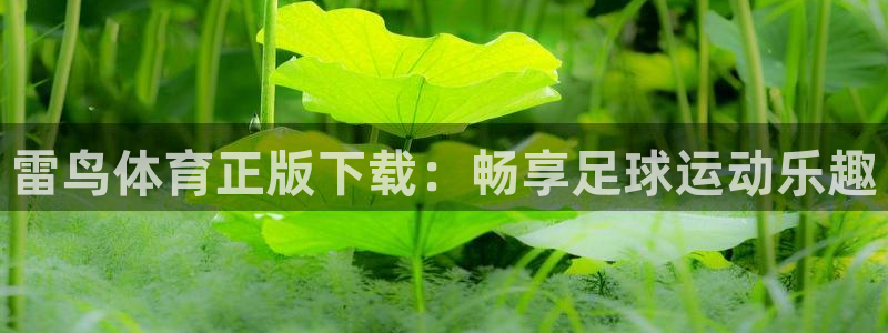 体育321直播